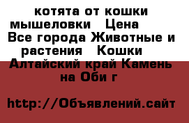 котята от кошки мышеловки › Цена ­ 10 - Все города Животные и растения » Кошки   . Алтайский край,Камень-на-Оби г.